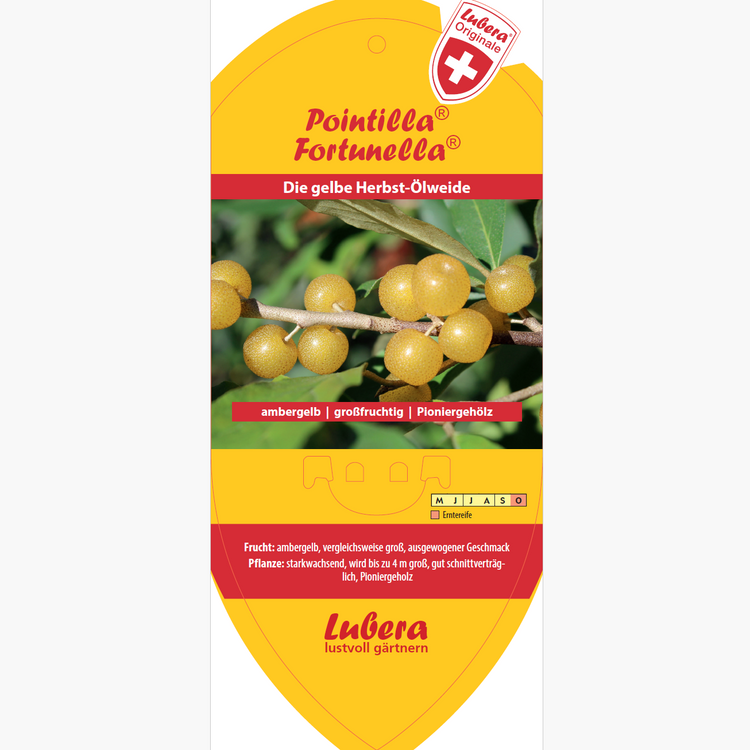 Bildetiketten - Elaeagnus umbellata Pointilla® 'Fortunella®'