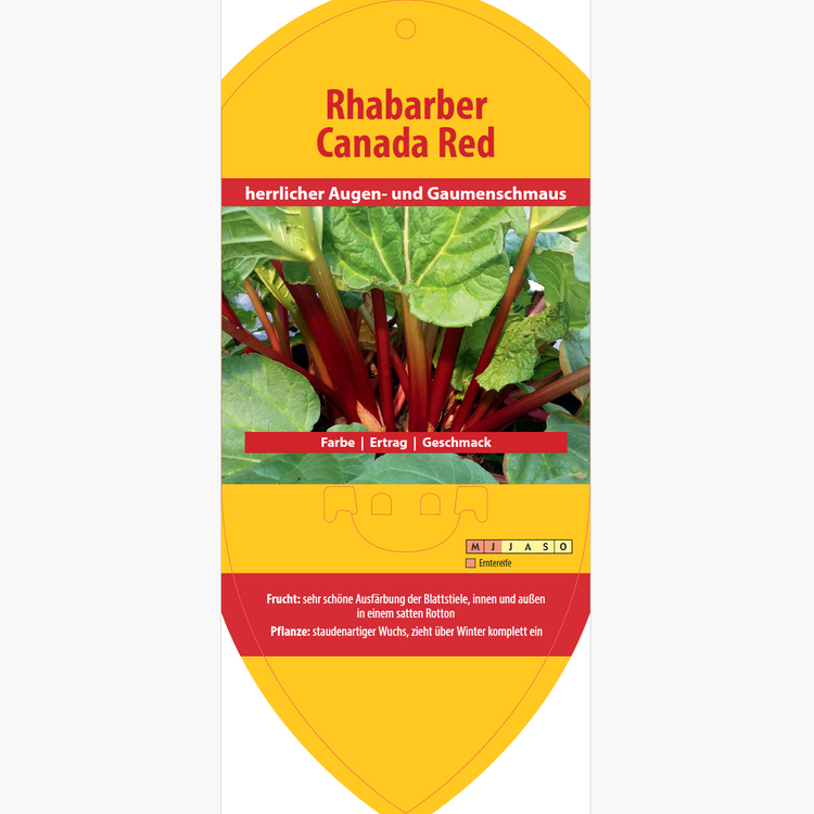 Bildetiketten - Rheum rha. 'Canada Red'