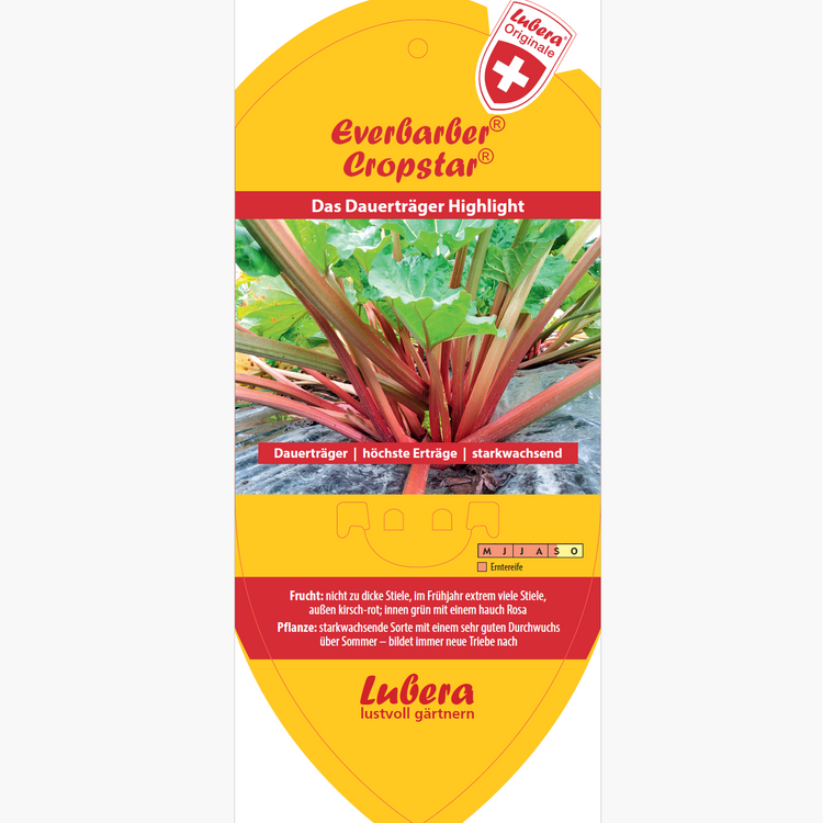 Bildetiketten - Rheum rha. Everbarber® Cropstar®
