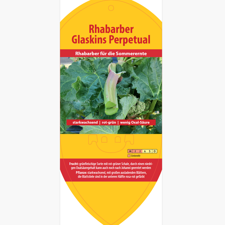 Bildetiketten - Rheum rha. 'Glaskins Perpetual'