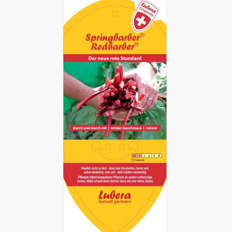 Bildetiketten - Rheum rha. 'Redbarber®'