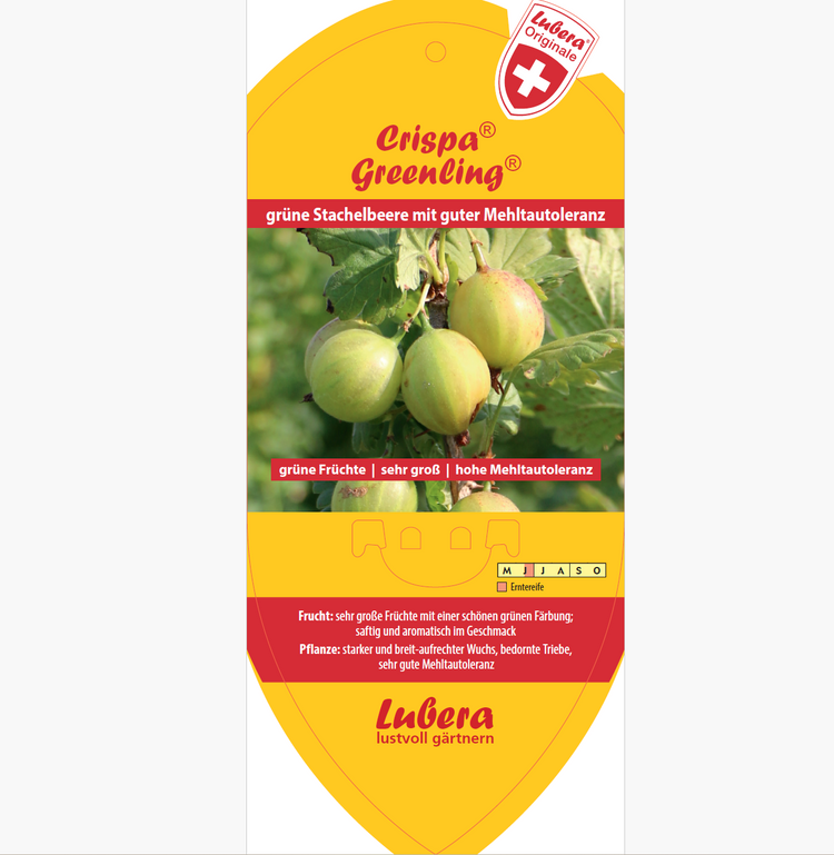 Bildetiketten - Ribes uva-crispa Crispa® 'Greenling®'
