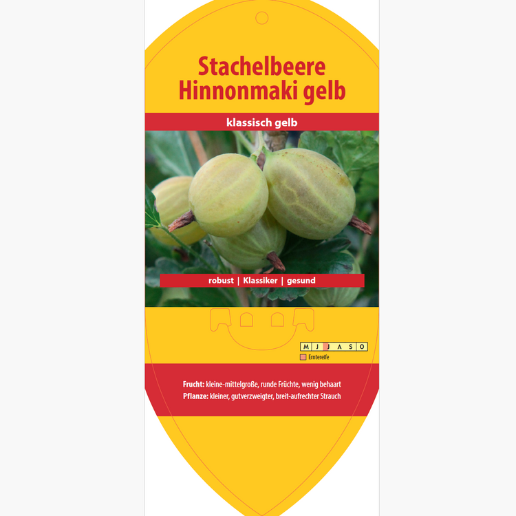 Bildetiketten - Ribes uva-crispa 'Hinnonmaki yellow'