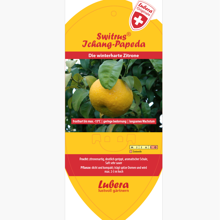 Bildetiketten - Citrus ichangensis 'Ichang Papeda'