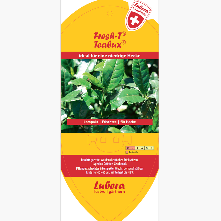 Bildetiketten - Camellia sinensis Fresh-T® 'Teabux®'