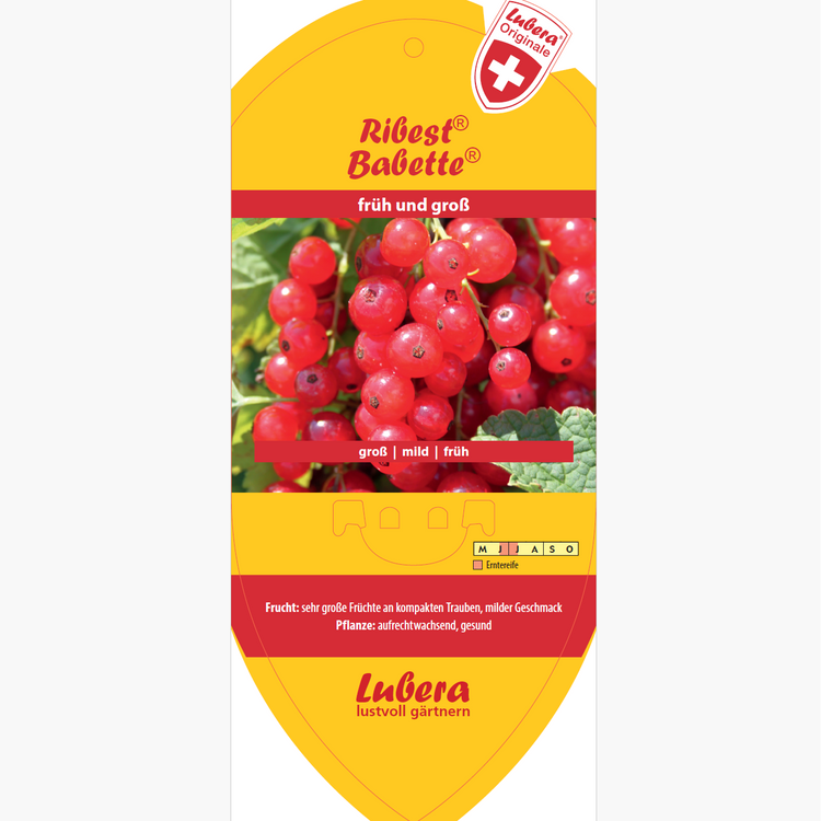 Bildetiketten - Ribes rubrum Ribest® 'Babette®'