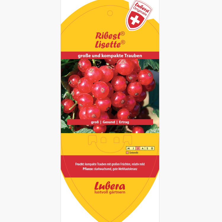 Bildetiketten - Ribes rubrum Ribest® 'Lisette®'