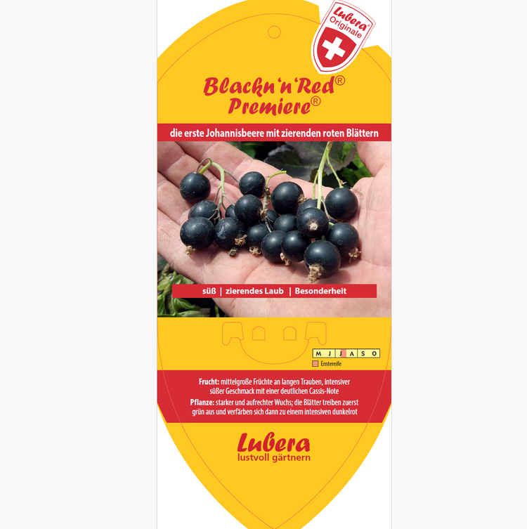 Bildetiketten - Ribes nigrum Black'n'Red® 'Premiere®'