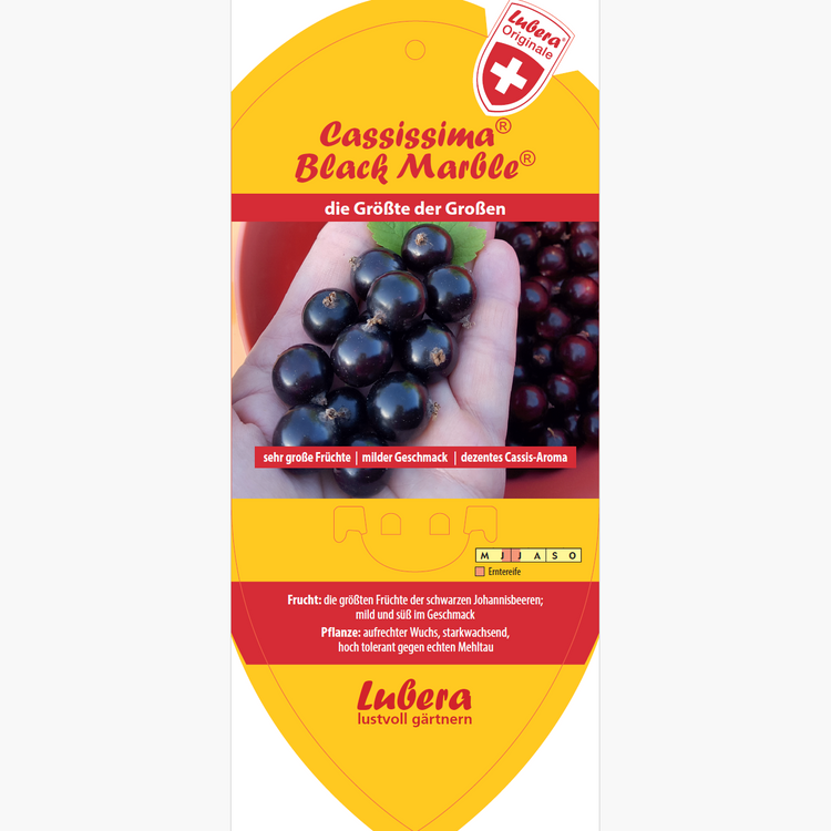 Bildetiketten - Ribes nigrum Cassissima® 'Black Marble®'