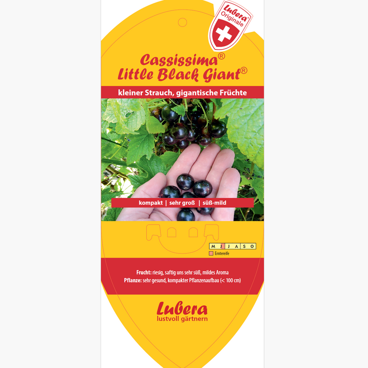 Bildetiketten - Ribes nigrum Lowberry® 'Little Black Giant®'