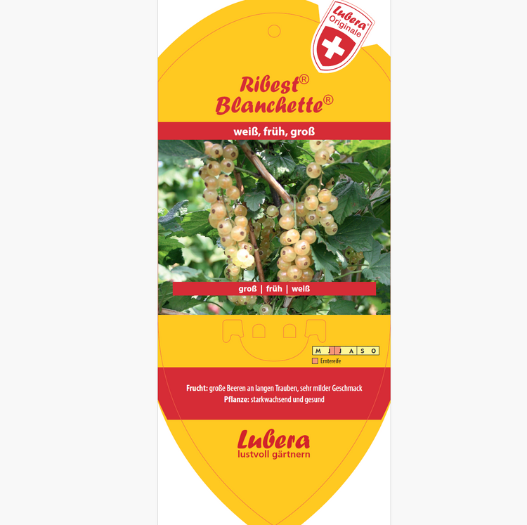 Bildetiketten - Ribes rubrum Ribest® 'Blanchette®'