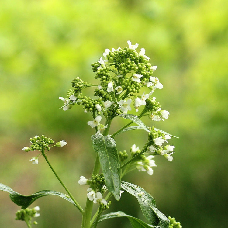 Horseradish 'Charlemagne' - young plants