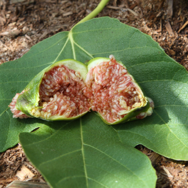 Fig Desert King young plants