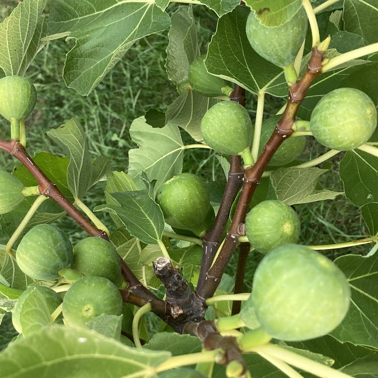 Fig Gustis® Ficcolino® young plants