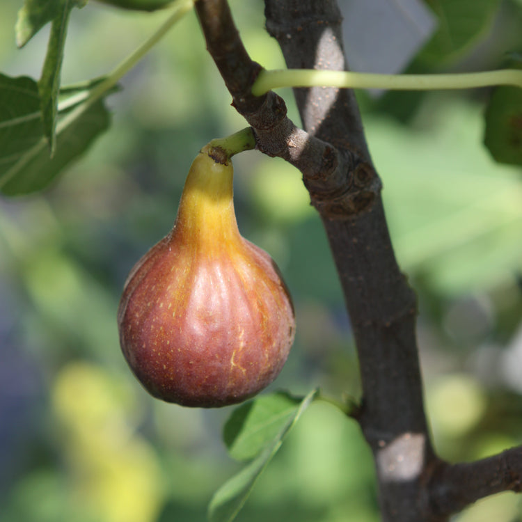 Fig Gustis® Morena® young plants