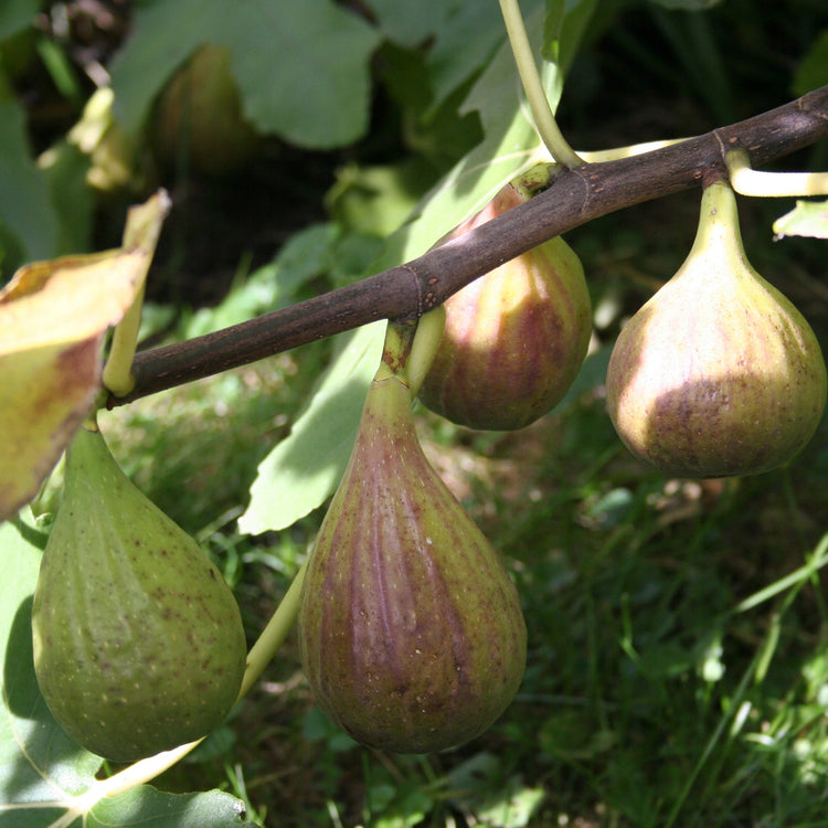 Fig Gustis® Perretta® young plants