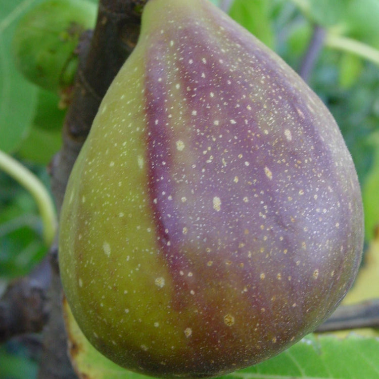 Fig Gustis® Twotimer® young plants