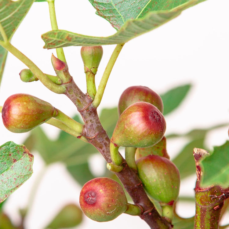 Fig Little Miss Figgy (LMF01-PBR-) young plants