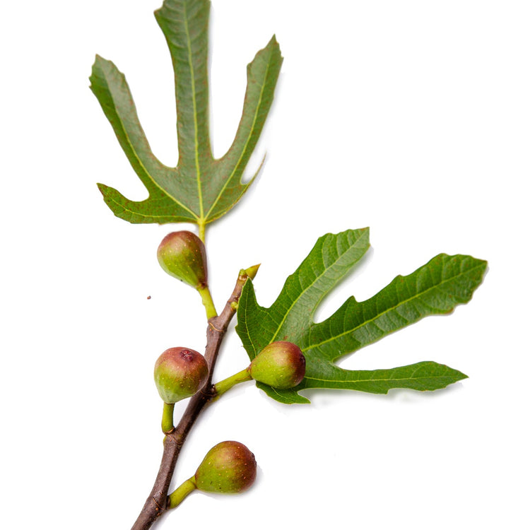 Fig Little Miss Figgy (LMF01-PBR-) young plants