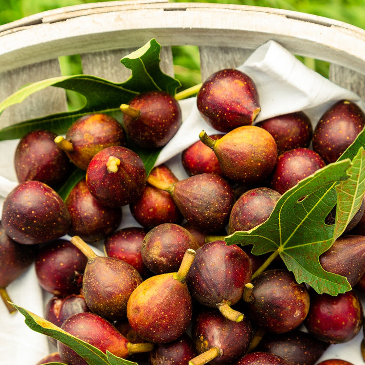 Fig Little Miss Figgy (LMF01-PBR-) young plants