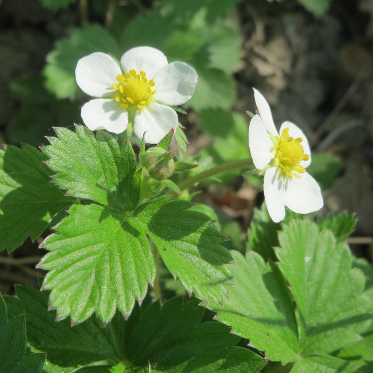 Strawberry Monthly strawberry 'Alexandria' young plants
