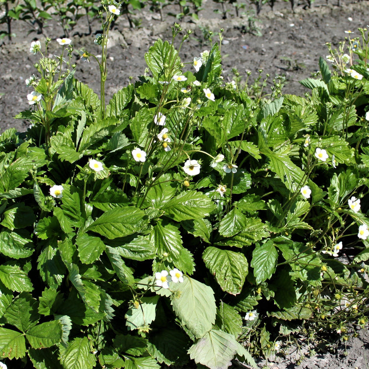 Strawberry Monthly strawberry 'Alexandria' young plants