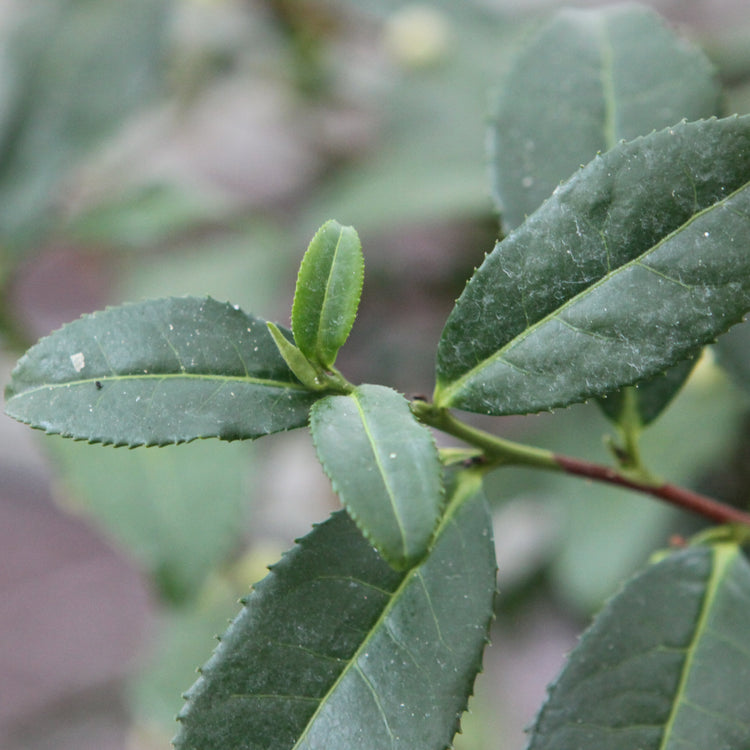 echter Tee Fresh-T® 'Bloomtea®' -Jungpflanzen