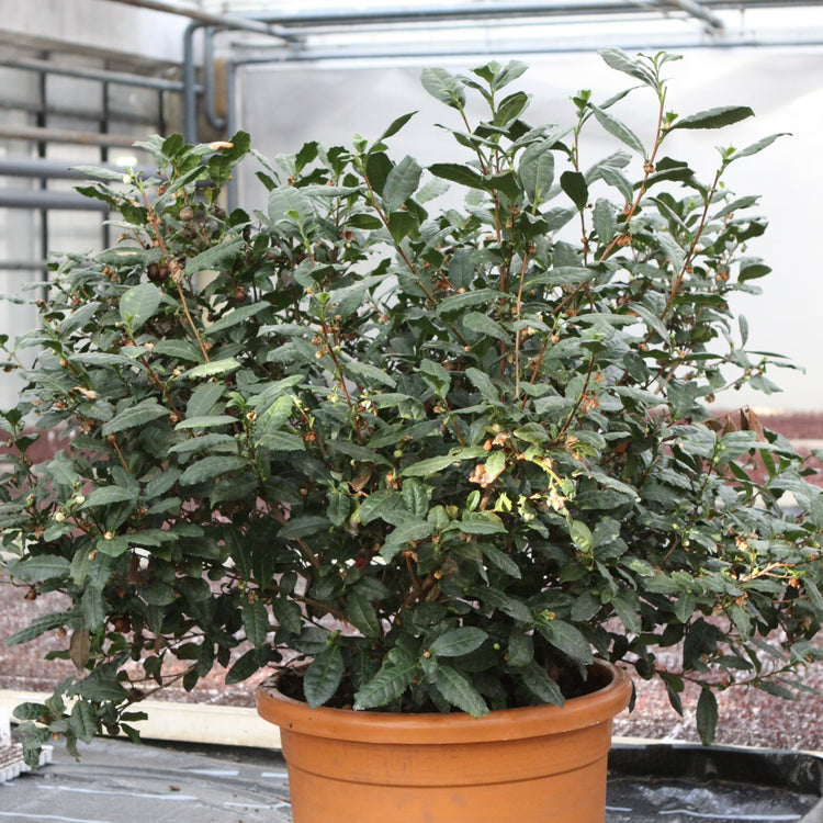 real tea Fresh-T® 'Tearoma®' young plants