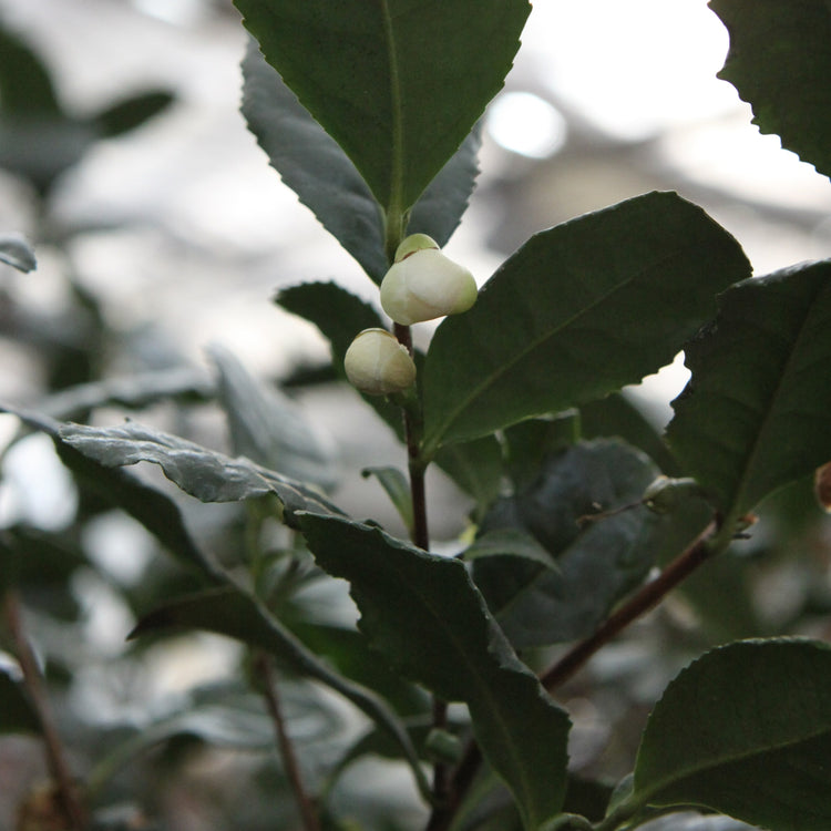 real tea Fresh-T® 'Tearoma®' young plants