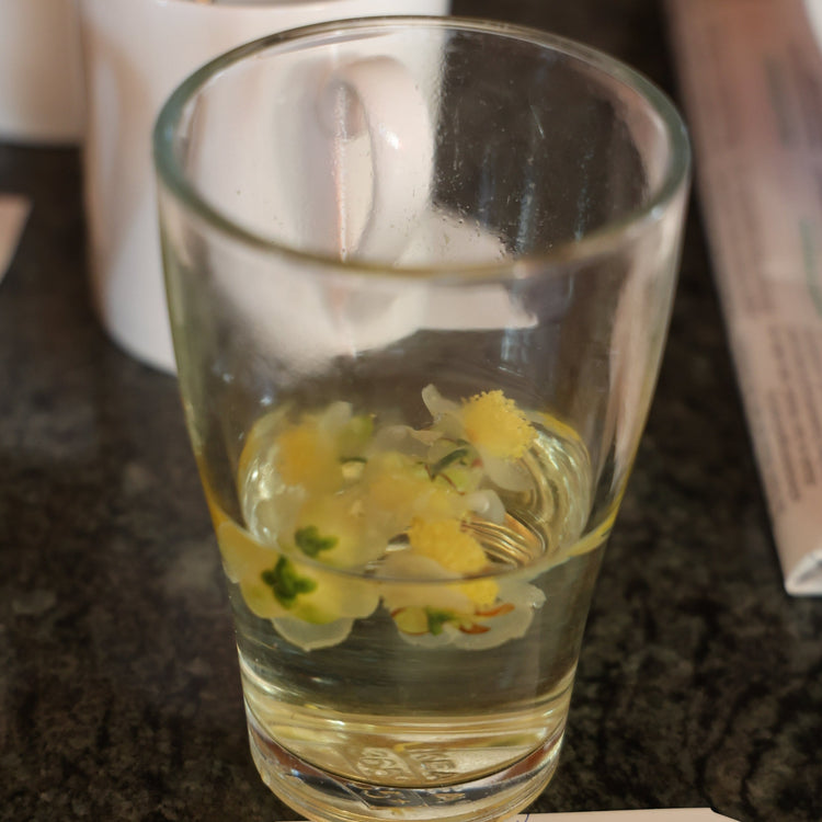 real tea Fresh-T® 'Tearoma®' young plants