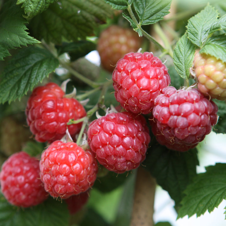 Raspberry 'Glen Ample' - young plant