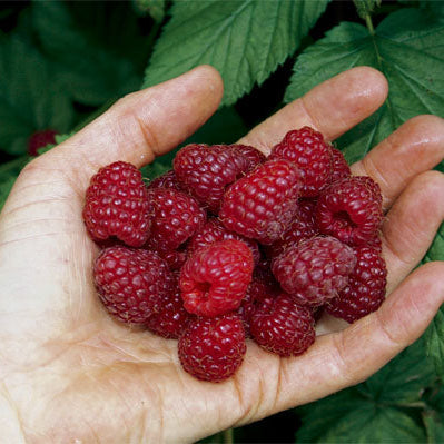 Raspberry 'Sanibelle®' young plants