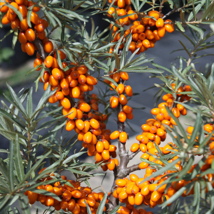 Sea Buckthorn 'Gardens Gift' young plants
