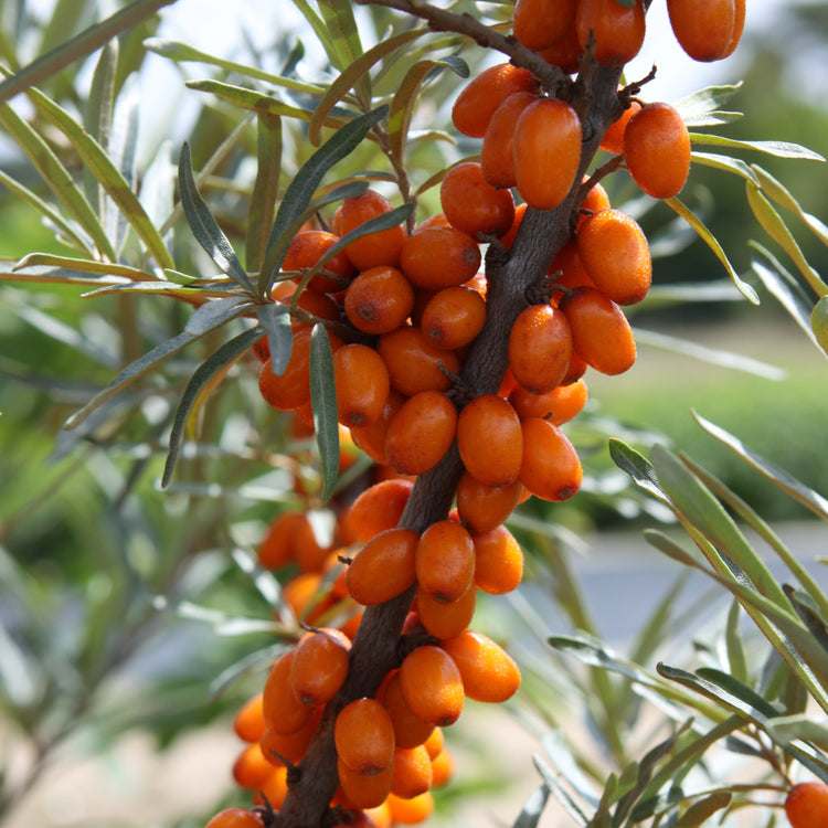 Sea Buckthorn 'Gardens Gift' young plants