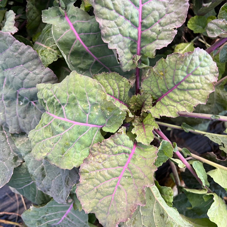 Baumkohl Everkale® 'Running Blush®'-Jungpflanzen