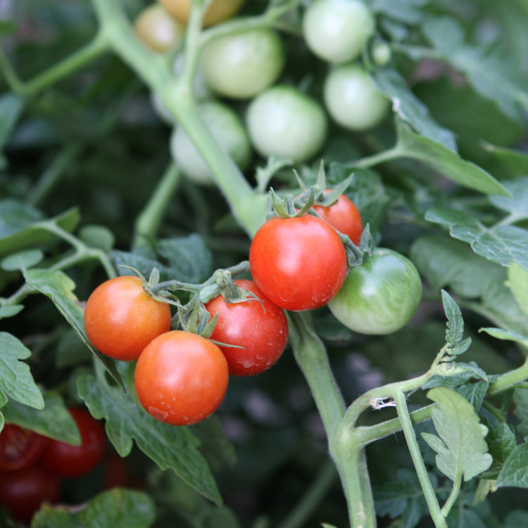Freilandtomate OpenSky® 'Schlingel Moritz®'-Jungpflanzen