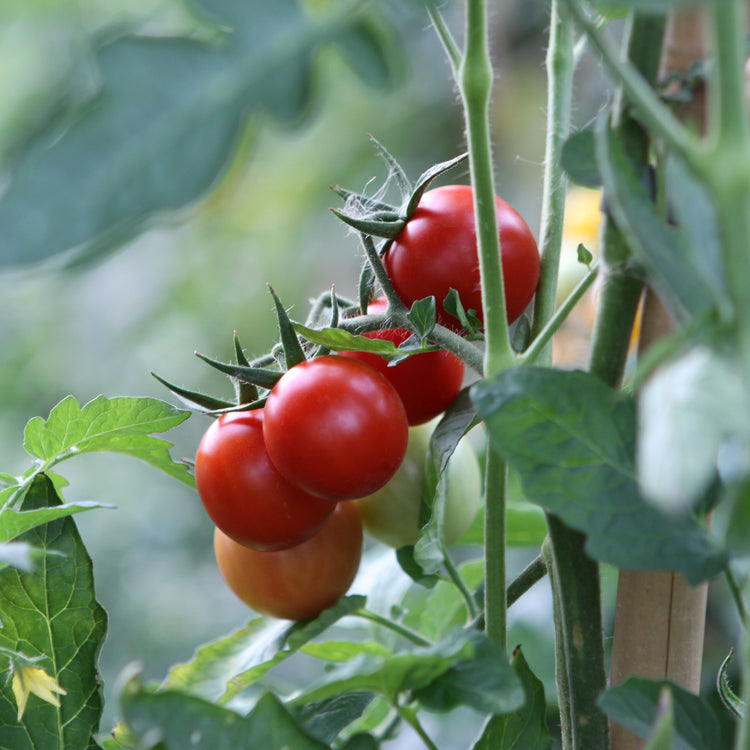 Freilandtomate OpenSky® 'Climbing Tom®'-Saatgut