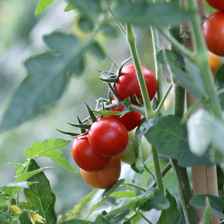 Freilandtomate OpenSky® 'Climbing Tom®'-Saatgut