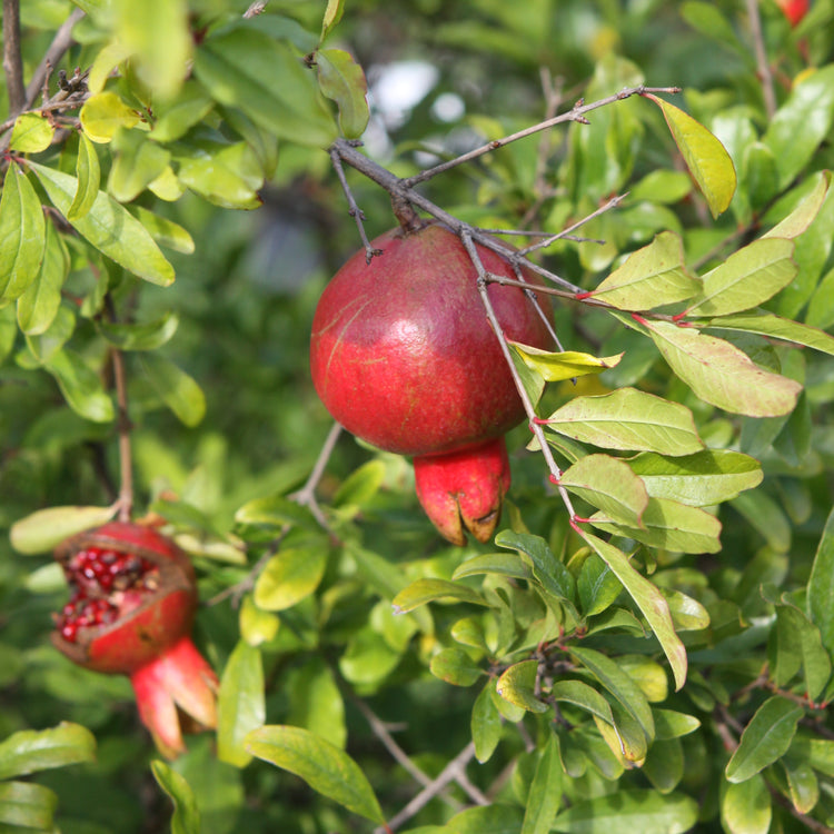 Pomegranate 'Crimson Sky' - young plants