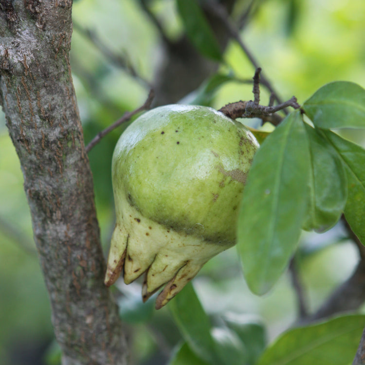 Pomegranate 'Haku Botan' - young plants