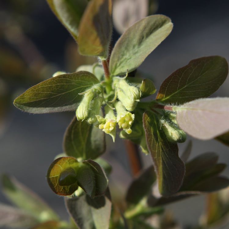 Blaue Heckenkirsche 'Altai'-Jungpflanzen