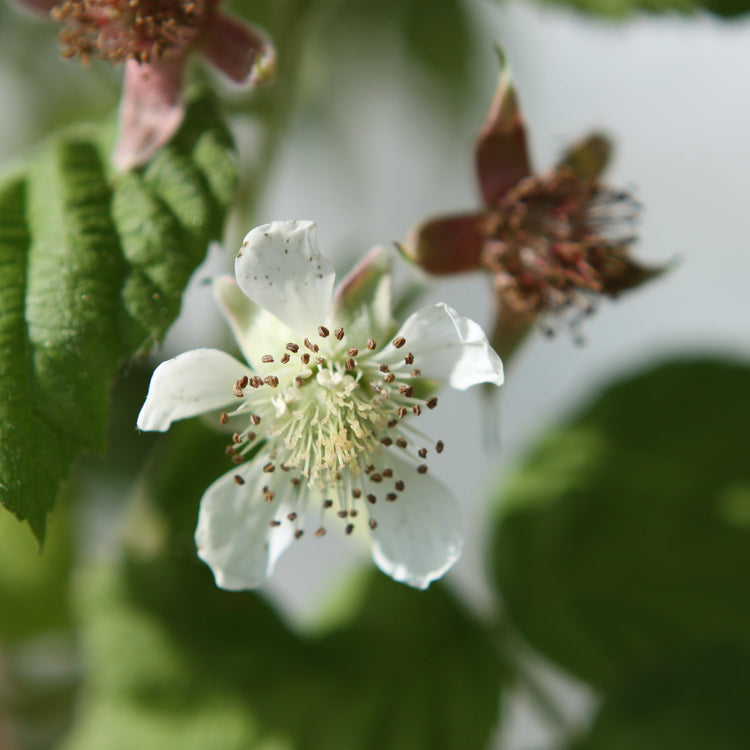 Blackberry hybrid 'Thornless Loganberry' young plants