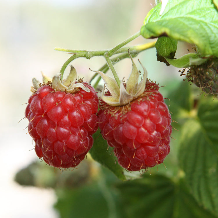 Raspberry 'Malling Promise' - young plant