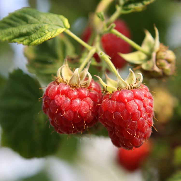 Raspberry 'Malling Promise' - young plant