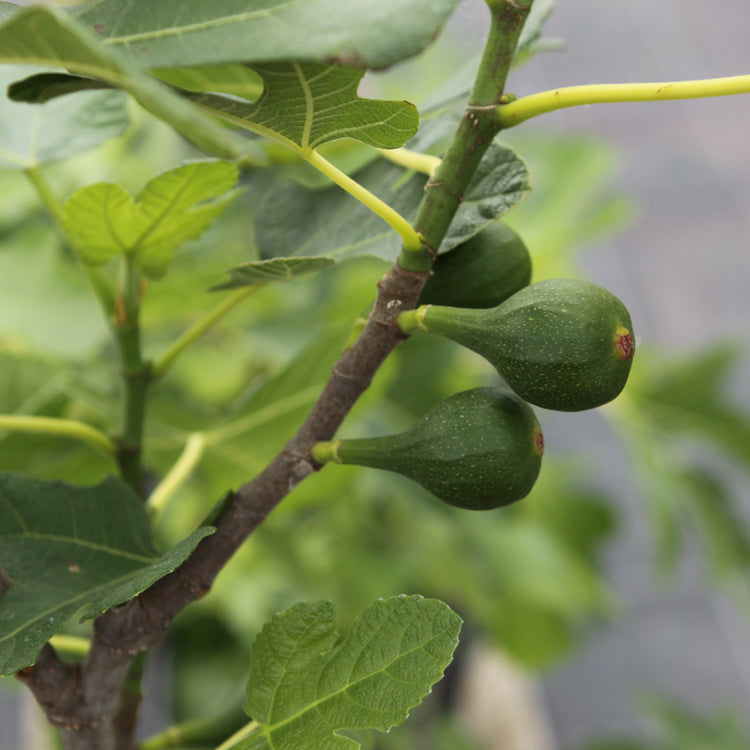 Fig Gustis® Morena® young plants