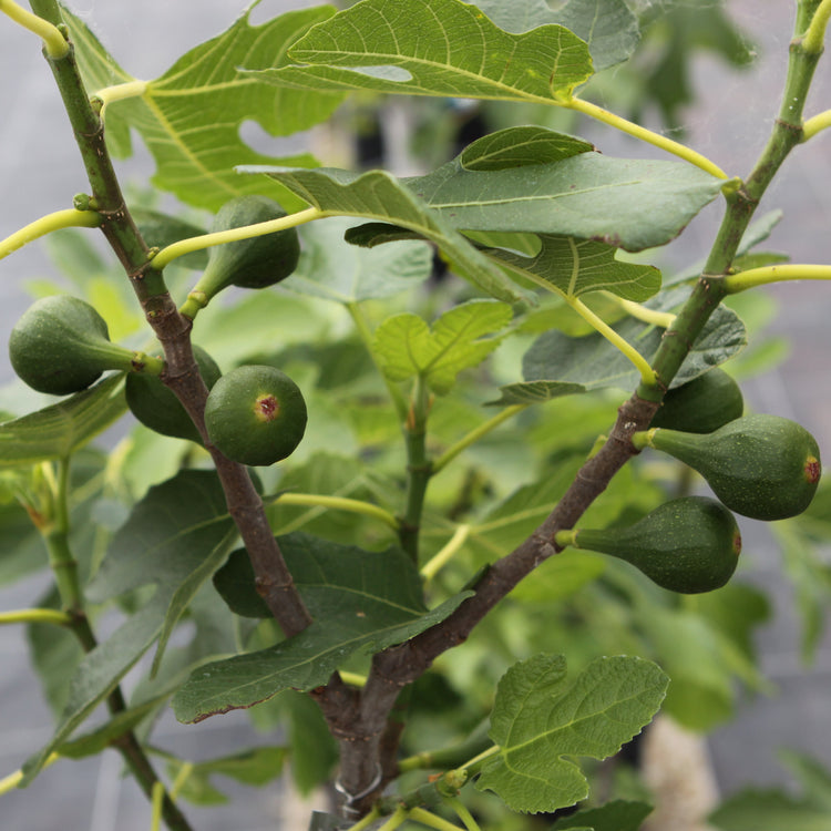 Fig Gustis® Morena® young plants