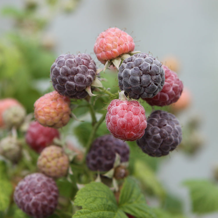 Himbeere 'Glen Coe' - Jungpflanze