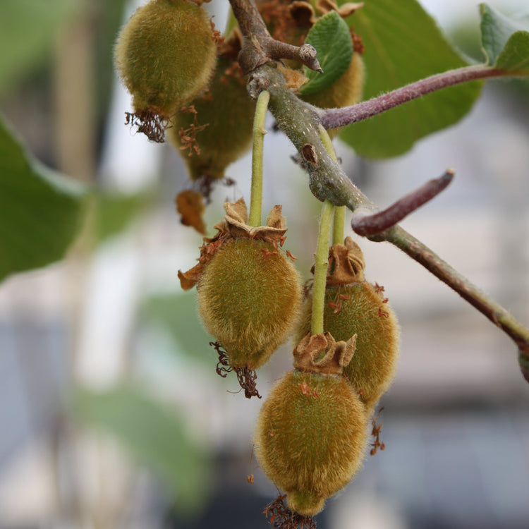 Kiwi Kivite® - young plants