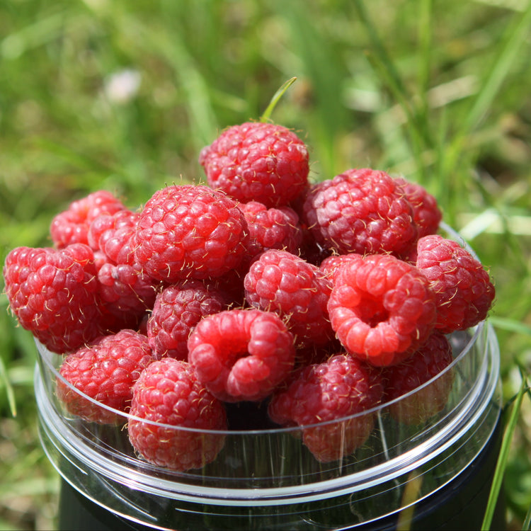 Raspberry 'Malling Promise' - young plant