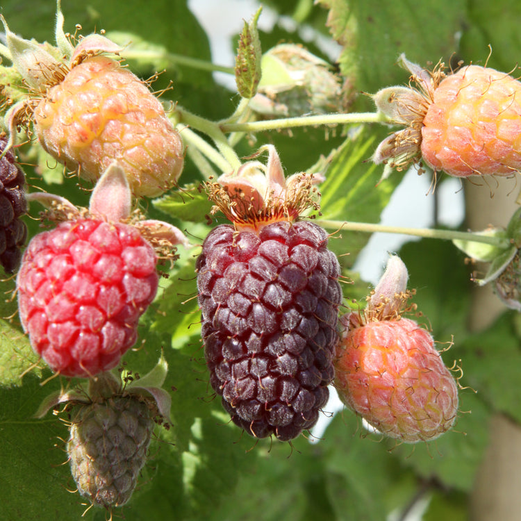 Blackberry hybrid 'Thornless Loganberry' young plants